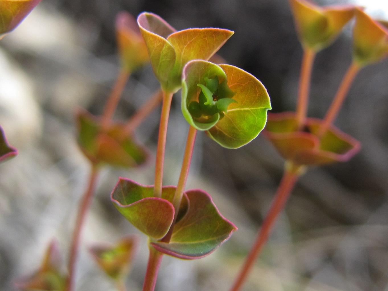 Euphorbia minuscola? - Euphorbia cfr. falcata